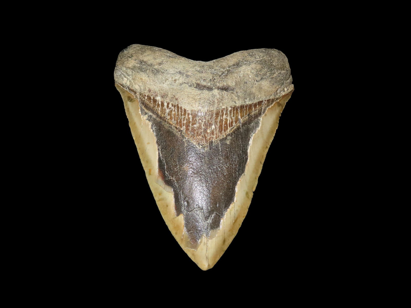 Impressive 5 1/2" HUGE Megalodon Shark Tooth, 2.5-23 Million Year Old Fossil found off the coast of: Impressive 5 1/2" HUGE Megalodon Shark Tooth, 2.5-23 Million Year Old Fossil found off the coast of the Carolinas. No Repair, No Resto, No Polishing. Super Example!