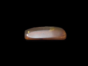 Fossil Amber with Encased Insect, Nice Large Specimen with Easily Visible Bug. Close Up Pics of the