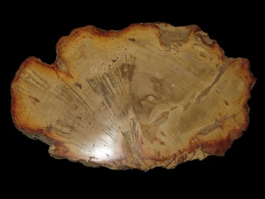Large Colorful Polished Slab of Petrified Wood. Fully Polished on Both Sides, Beautiful Colorful