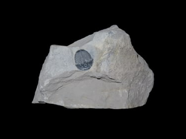 300-500 Million Year old Trilobite Fossil in Matrix, Very well Preserved & Highly Detailed Example.
