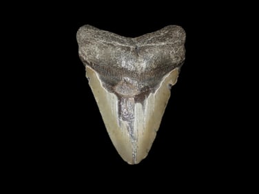 HUGE 4 1/2" Megalodon Shark Tooth, 2.5-23 Million Year Old Fossil found off the coast of the