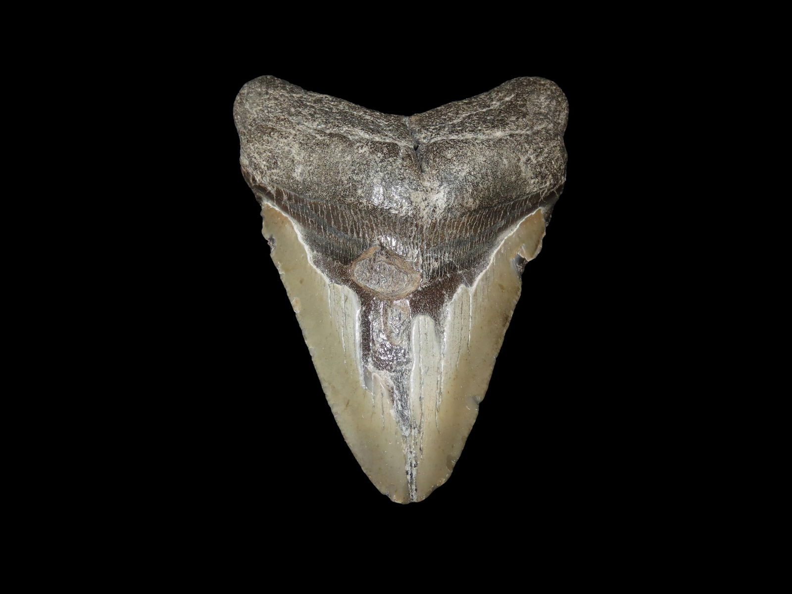 HUGE 4 1/2" Megalodon Shark Tooth, 2.5-23 Million Year Old Fossil found off the coast of the: HUGE 4 1/2" Megalodon Shark Tooth, 2.5-23 Million Year Old Fossil found off the coast of the Carolinas. No Repair, No Resto, No Polishing. Great Example!