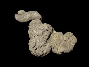 Large Dinosaur Poop Fossil, Coprolite, Appr. 100 Million Years old Fossilized Dino Dung, Great Well