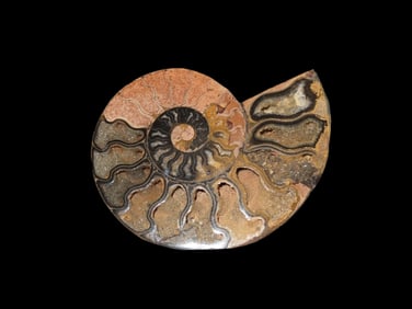Huge 4 1/2" Cut Ammonite Fossil, Amazing Colors, Highly Polished Example.