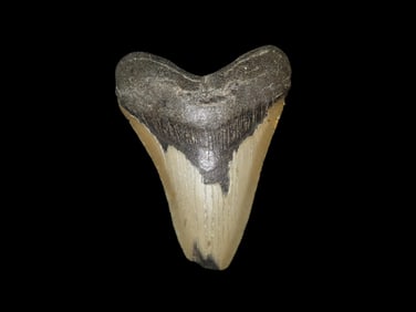 HUGE 4 9/16" Megalodon Shark Tooth, 2.5-23 Million Year Old Fossil found off the coast of the