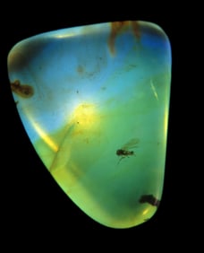 Fossil Amber with Encased Insect, Nice Large Specimen with Easily Visible Bug. Close Up Pics of the