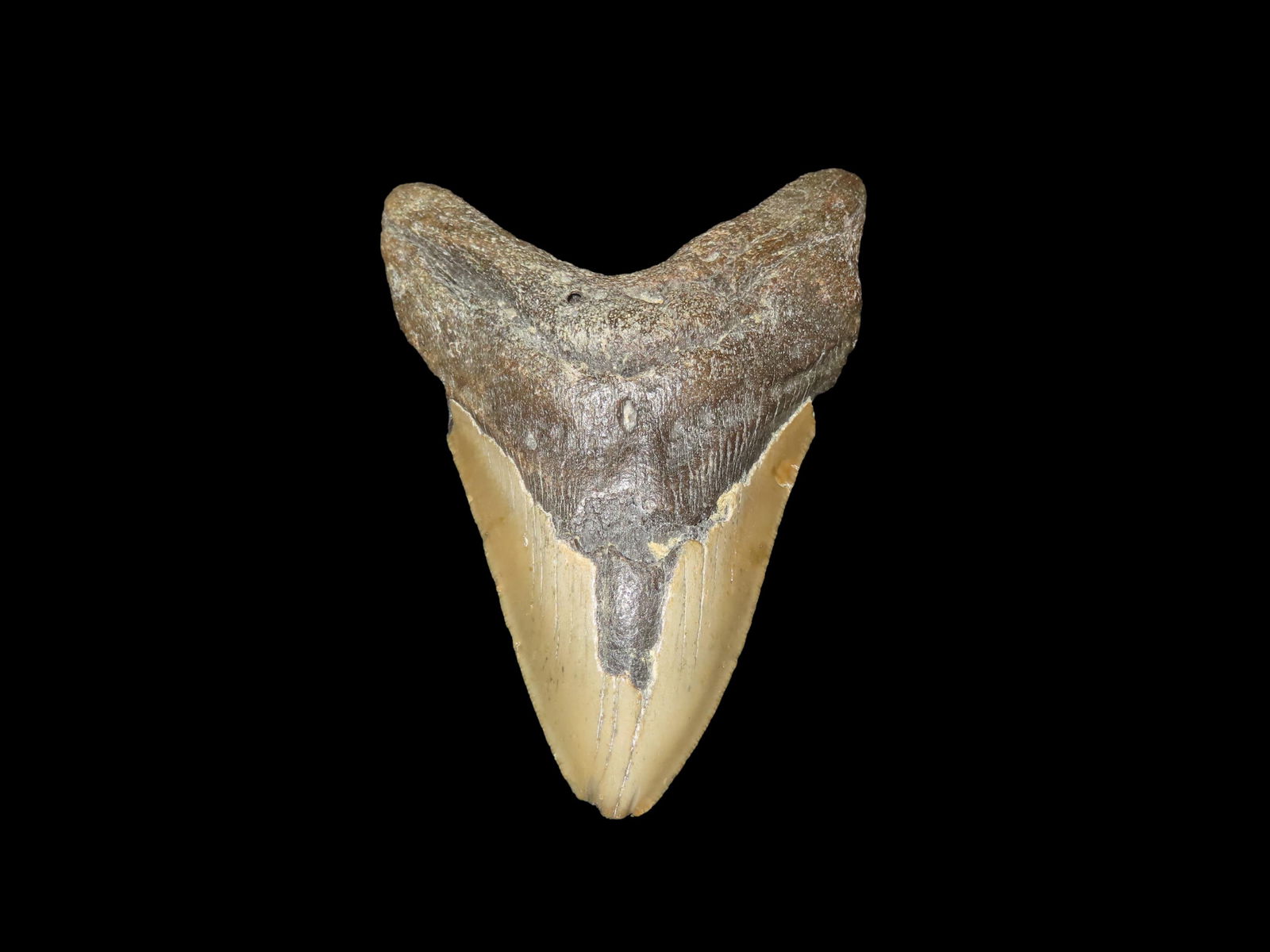 MASSIVE 4 3/4" Megalodon Shark Tooth, 2.5-23 Million Year Old Fossil found off the coast of the: MASSIVE 4 3/4" Megalodon Shark Tooth, 2.5-23 Million Year Old Fossil found off the coast of the Carolinas. No Repair, No Resto, No Polishing. Great Example!