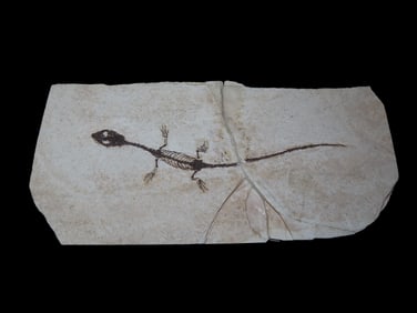 Amazing 8 1/2" Dinosaur Keichousaurus / Nothosaur Fossil, 50-250 Million Year Old Amphibian Marine