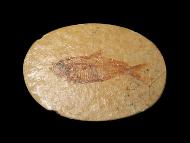 Very Detailed Fish Fossil (Diplomystus) from the Green River Formation in Wyoming, 50 Million Years