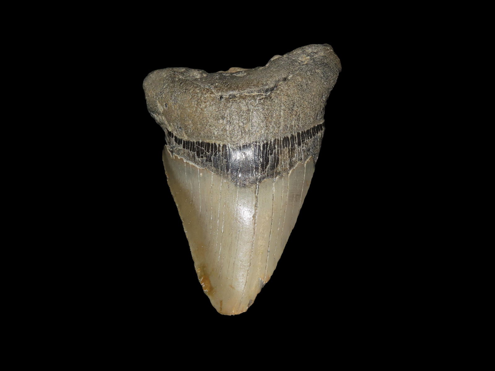 HUGE 4 1/2" Megalodon Shark Tooth, 2.5-23 Million Year Old Fossil found off the coast of the: HUGE 4 1/2" Megalodon Shark Tooth, 2.5-23 Million Year Old Fossil found off the coast of the Carolinas. No Repair, No Resto, No Polishing. Great Example!