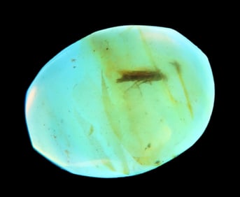 Fossil Amber with Encased Insect, Nice Large Specimen with Easily Visible Bug. Close Up Pics of the