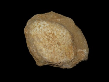 Dinosaur Era Skin / Scales Fossil from Morocco. Paleocene to Miocene Era, 5 to 66 Million Years Old