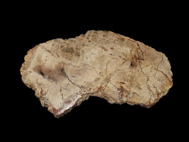 Large Colorful Polished Slab of Petrified Wood. Fully Polished on Both Sides, Beautiful Colorful