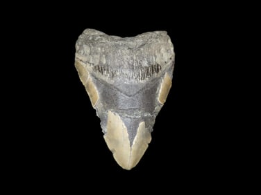 MASSIVE 4 3/4" Megalodon Shark Tooth, 2.5-23 Million Year Old Fossil found off the coast of the