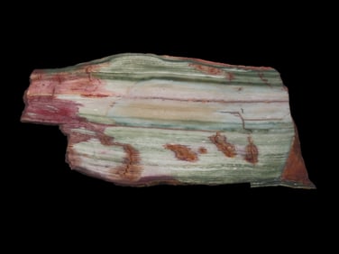 Rare Green & Red Petrified Wood Slab, 7" long, Oregon Bogwood, Vibrant Greens & Reds mixed with Tan