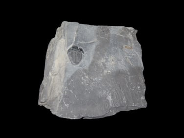 300-500 Million Year old Trilobite Fossil in Matrix, Very well Preserved & Highly Detailed Example.
