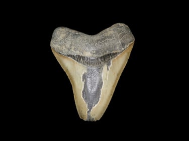 HUGE 4 5/8" Megalodon Shark Tooth, 2.5-23 Million Year Old Fossil found off the coast of the
