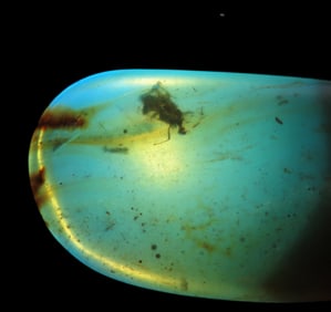 Fossil Amber with Encased Insect, Nice Large Specimen with Easily Visible Bug. Close Up Pics of the