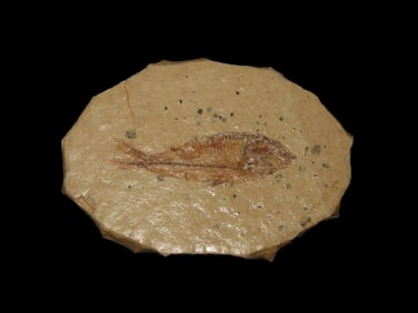 Very Detailed Fish Fossil (Diplomystus) from the Green River Formation in Wyoming, 50 Million Years