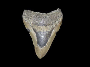 HUGE 4 3/8" Megalodon Shark Tooth, 2.5-23 Million Year Old Fossil found off the coast of the