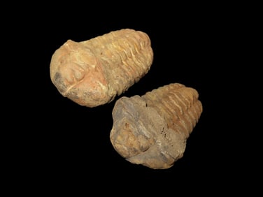 Pair of Amazing Trilobite Fossils, Nice Detailed Larger Examples. Morocco