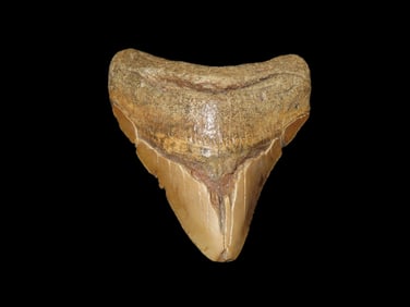 LARGE 3 7/8" Megalodon Shark Tooth, 2.5-23 Million Year Old Fossil found off the coast of the