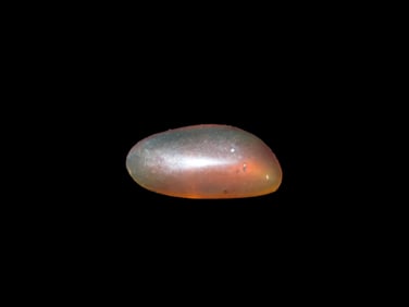 Fossil Amber with Encased Insect, Nice Large Specimen with Easily Visible Bug. Close Up Pics of the