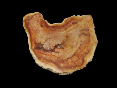 Large Colorful Polished Slab of Petrified Wood. Fully Polished on Both Sides, Beautiful Colorful