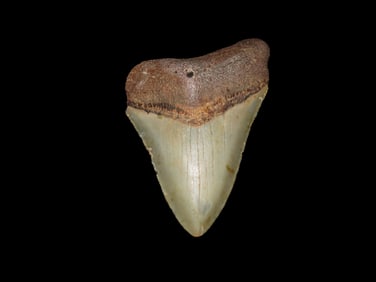 LARGE 3 5/8" Megalodon Shark Tooth, 2.5-23 Million Year Old Fossil found off the coast of the