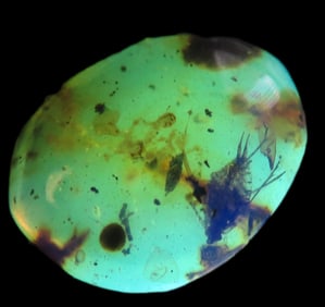 Fossil Amber with Encased Insect, Nice Large Specimen with Easily Visible Bug. Close Up Pics of the
