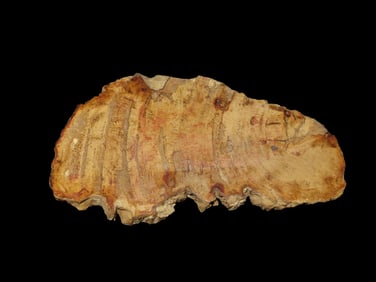 Large Colorful Polished Slab of Petrified Wood. Fully Polished on Both Sides, Beautiful Colorful