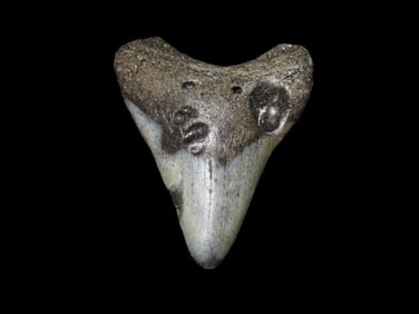 Large Megalodon Shark Tooth, 2.5-23 Million Year Old Fossil found off the coast of the Carolinas. No