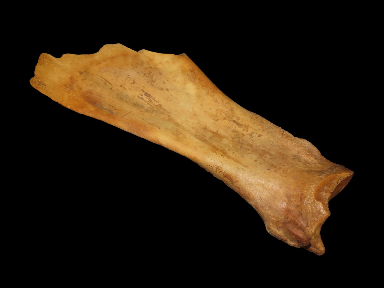 Huge 14 1/4" Buffalo/Bison Polished Bone Spade, Walworth County South Dakota, Great Use Polish, No: Huge 14 1/4" Buffalo/Bison Polished Bone Spade, Walworth County South Dakota, Great Use Polish, No Brainer Age & Patina