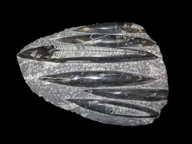 HUGE 10 1/2" Polished Orthoceras Fossil Plate. Amazing Display Specimen. 200-500 Million Years Old,