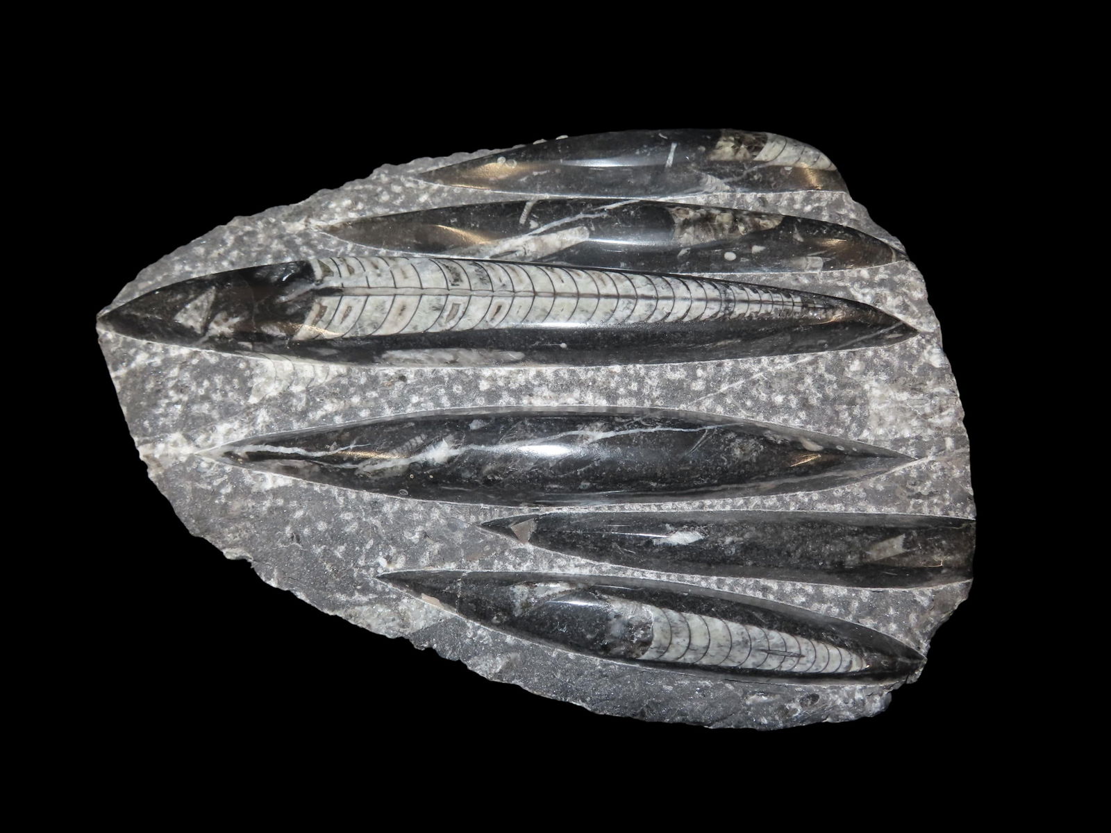 HUGE 10 1/2" Polished Orthoceras Fossil Plate. Amazing Display Specimen. 200-500 Million Years Old,: HUGE 10 1/2" Polished Orthoceras Fossil Plate. Amazing Display Specimen. 200-500 Million Years Old, Triassic Period.