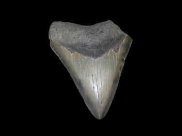Large Megalodon Shark Tooth, 2.5-23 Million Year Old Fossil found off the coast of the Carolinas. No
