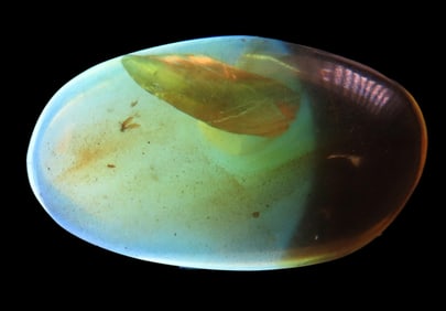 Fossil Amber with Encased Insect, Nice Large Specimen with Easily Visible Bug. Close Up Pics of the