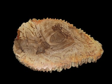 Large Colorful Polished Slab of Petrified Wood. Fully Polished on Both Sides, Beautiful Colorful