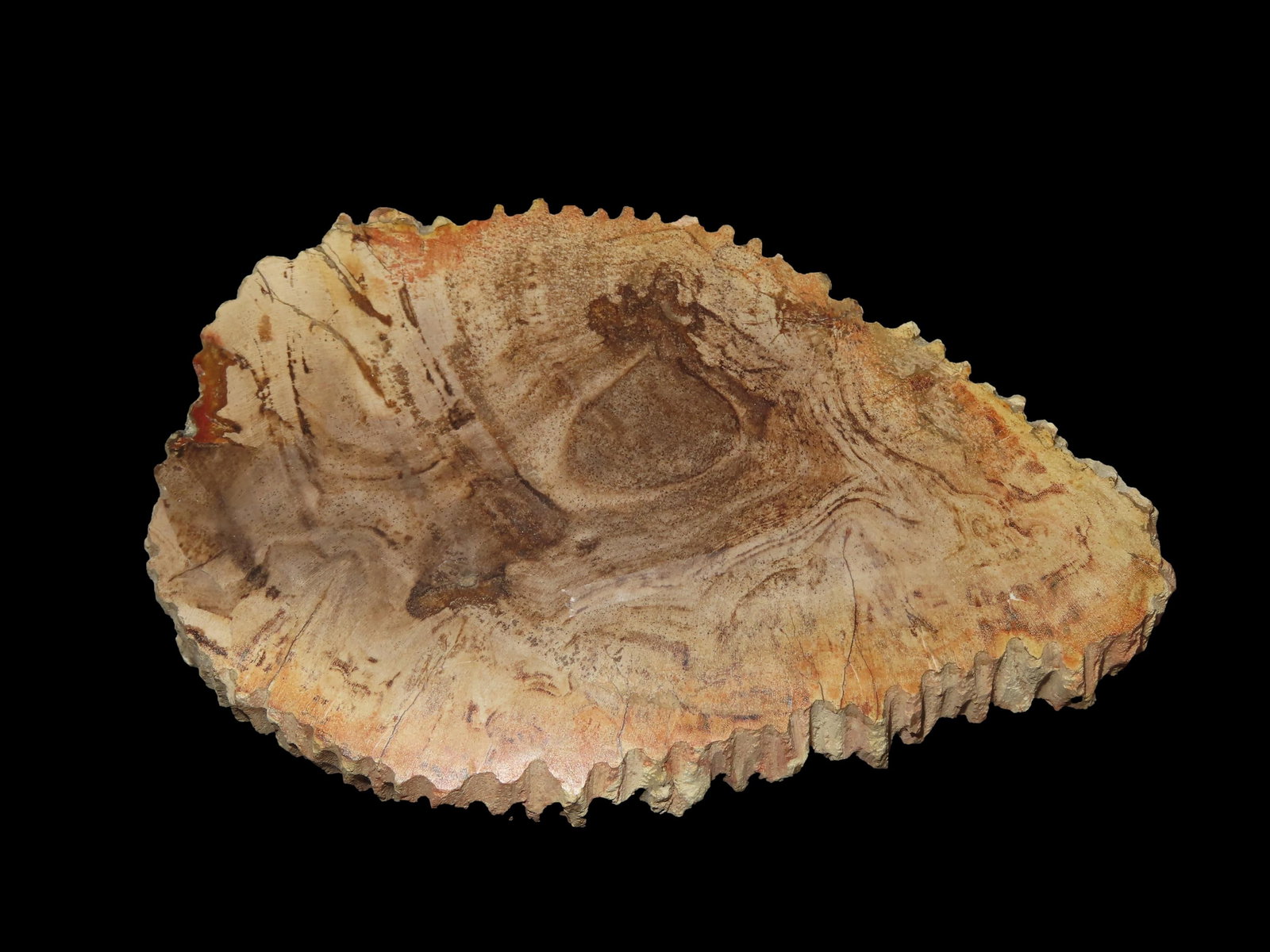 Large Colorful Polished Slab of Petrified Wood. Fully Polished on Both Sides, Beautiful Colorful (1 of 5)