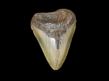 Large Megalodon Shark Tooth, 2.5-23 Million Year Old Fossil found off the coast of the Carolinas. No