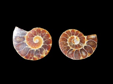 Beautiful Matched Pair of Cut & polished Ammonite Fossils
