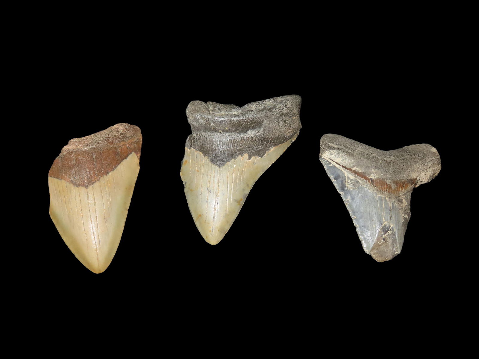 Lot of 3 HUGE Megalodon Shark Teeth / Tooth, 2.5-23 Million Year Old Fossil found off the coast of: Lot of 3 HUGE Megalodon Shark Teeth / Tooth, 2.5-23 Million Year Old Fossil found off the coast of the Carolinas. No Repair, No Resto, No Polishing. Great Examples!