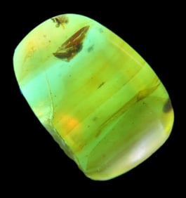 Fossil Amber with 3 Encased Insects, Nice Large Specimen with Easily Visible Bugs. Close Up Pics of