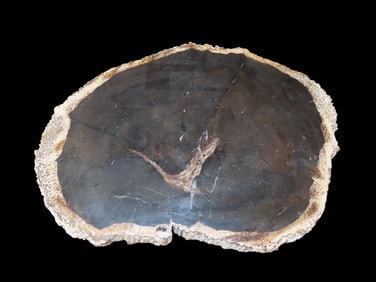 Large Colorful Polished Slab of Petrified Wood. Fully Polished on Both Sides, Beautiful Colorful