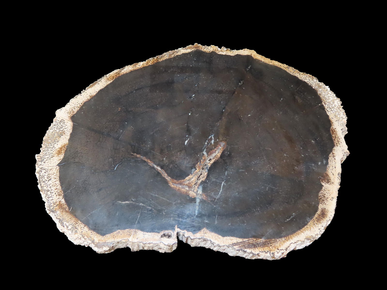 Large Colorful Polished Slab of Petrified Wood. Fully Polished on Both Sides, Beautiful Colorful (1 of 5)