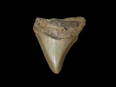 Large Megalodon Shark Tooth, 2.5-23 Million Year Old Fossil found off the coast of the Carolinas. No
