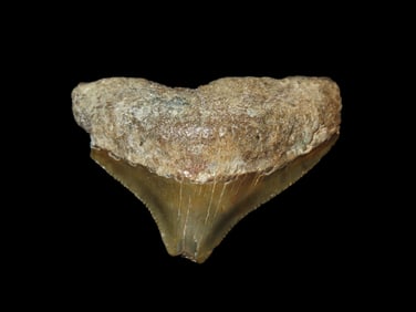 Large Megalodon Shark Tooth, 2.5-23 Million Year Old Fossil found off the coast of the Carolinas. No