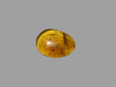 Fossil Amber with Encased Insect, Nice Large Specimen with Easily Visible Bug. Close Up Pics of the