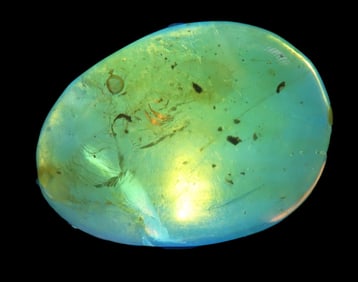 Fossil Amber with Encased Insect, Nice Large Specimen with Easily Visible Bug. Close Up Pics of the