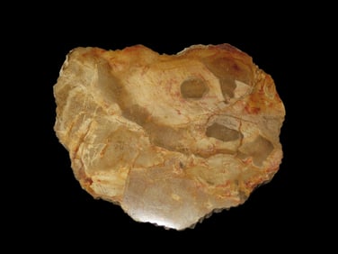 Large Colorful Polished Slab of Petrified Wood. Fully Polished on Both Sides, Beautiful Colorful